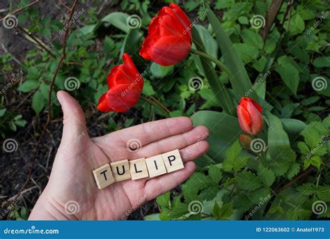 Red Tulips In The Garden And The Word From The Wooden Letters On The