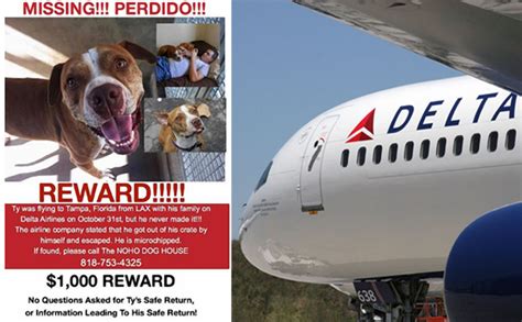 Visit to know complete delta airlines pets policy. Delta Will No Longer Allow Pets To Fly In Cargo