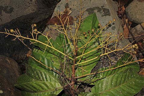 Meliosma Simplicifolia Sabiaceae