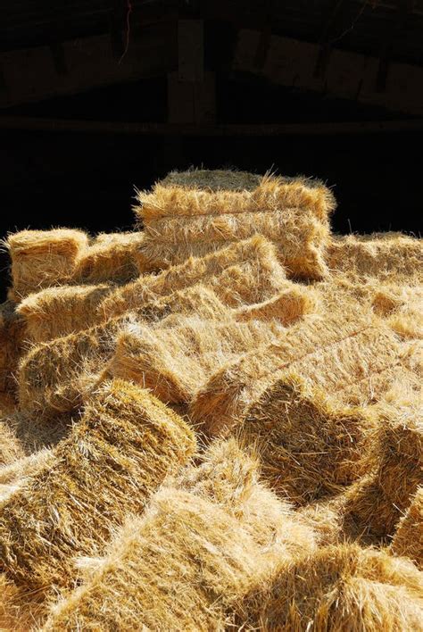Hay Pile Stock Photo Image Of Harvested Crop Stack 30773520