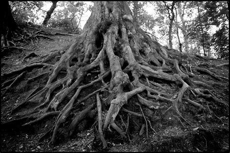 Roots Tree Roots In Daisy Nook Country Park Steve Garry Flickr