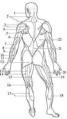 Word bank deltoid, external oblique, pectoralis major, recutus abdominis, serratus anterior. Learn: Anterior muscles (by alysenbeasley6) - Memorize.com ...