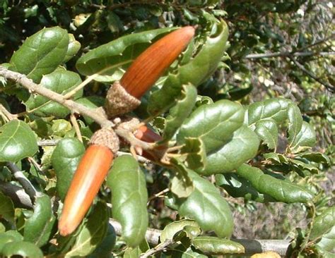 The acorn club is our weekly environment created especially for. Quercus agrifolia, Coast Live Oak