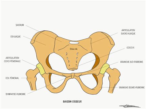 Bassin Osseux Fiches IDE