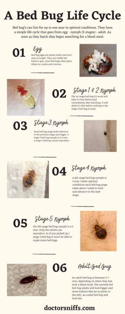 Bed Bug Life Cycle Stages Milford Armijo