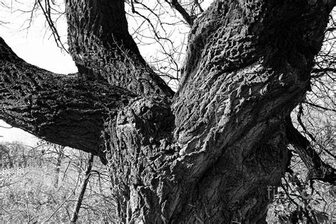 Macro Photograph Of Oak Tree Bark And Branching Photograph By Donald