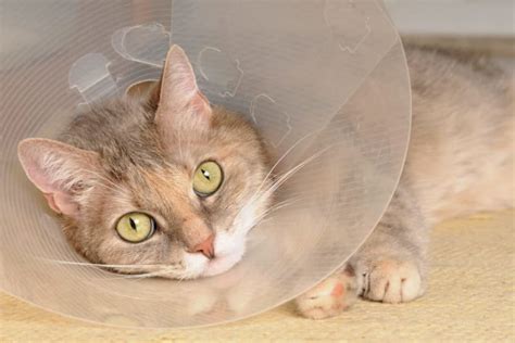 Cat Wound Care The Complete Guide