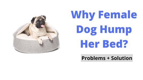 Why Does My Female Dog Hump Her Bed Dog Seeks