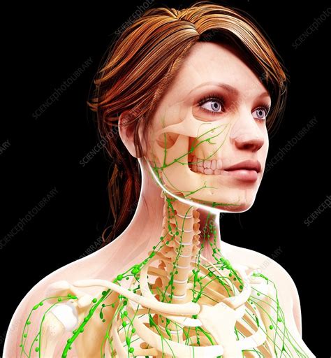 Female Lymphatic System Artwork Stock Image F0072266 Science