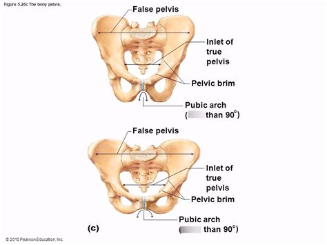 Difference Between Male Female Pelvis Diagram Quizlet