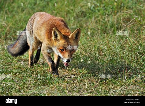 Red Fox Vulpes Vulpes Stalking Prey In Meadow Stock Photo Alamy