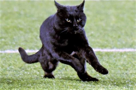 A month in the maelstrom: Black Cat Streaks Across Football Field During Monday ...