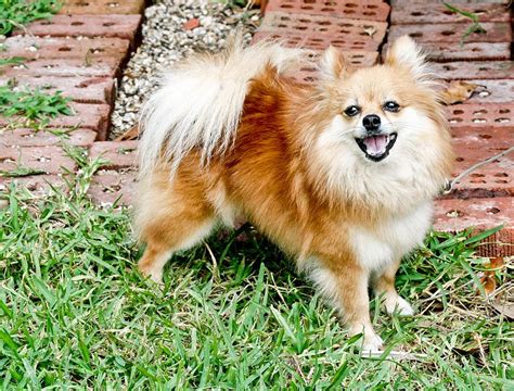 Difference Between Pomeranian And Chihuahua Facts Features