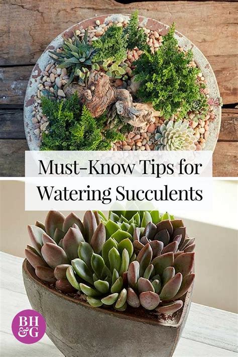 Whether Your Succulents Are Indoors In Outdoor Containers Or In The