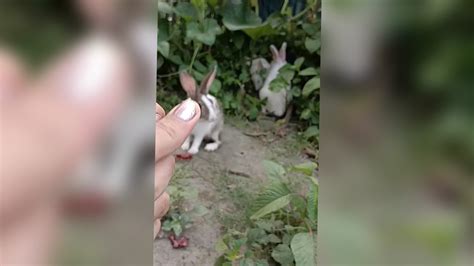 All Rabbits Playing Enjoy 😜😜 Beautiful Moments Youtube