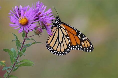 Fedex canada releases monarch butterflies. Free picture: monarch butterfly, England, aster