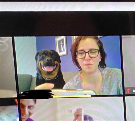 My Dog Is Really Starting To Enjoy My Zoom Meetings Rrottweiler