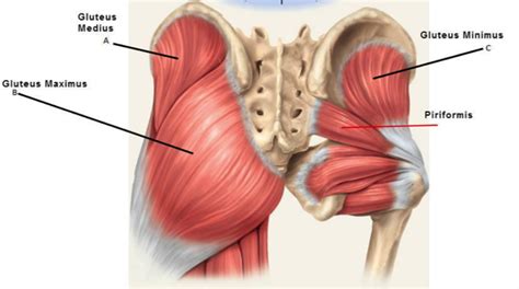 A hip strain occurs when one of the muscles supporting the hip joint is stretched beyond its limit or torn. Gluteal Tendinopathy - Peak Physio