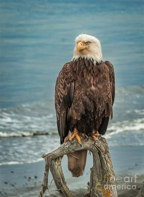 Bald Eagle Perched On Driftwood At The Beach Photograph By Edie Ann Mendenhall Fine Art America
