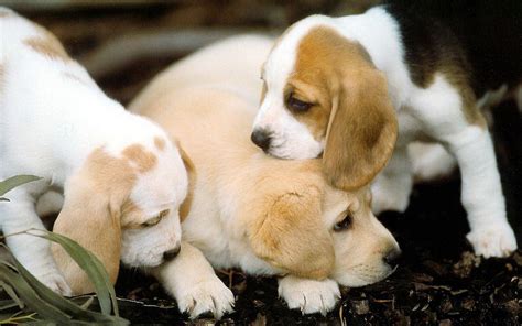 Cutest Beagle Dog Puppies Photo Hd Wallpapers