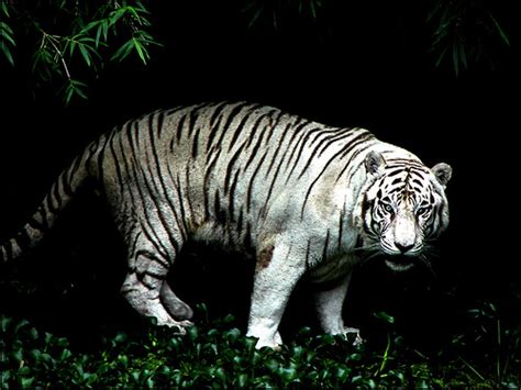 Filewhite Tiger Jungle Wikimedia Commons