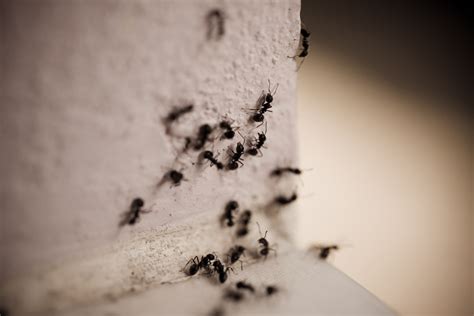 Preventing Crawling Insects From Infesting Your Logan Property Logan