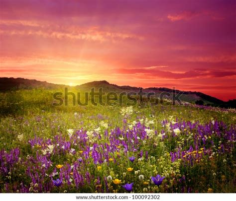 Mountain Landscape Flowers Stock Photo Edit Now 100092302