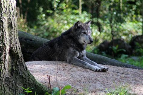 Wolf Picture Of New Forest Wildlife Park Ashurst Tripadvisor