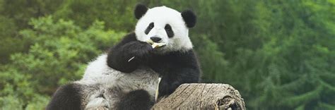 30 Adorable Panda Wallpaper for your Desktop | Naldz Graphics