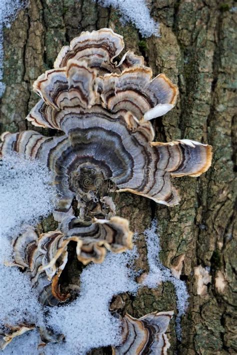 Here are some adjectives for white fungus: Brown Shelf Fungus Grown Unabated Stock Image - Image of ...