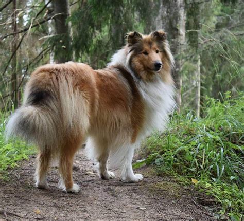 Collie Dog Breed Information The Dogman