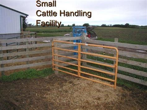 Tips For Creating Beef Cattle Handling Facilities Beef Cattle Cattle