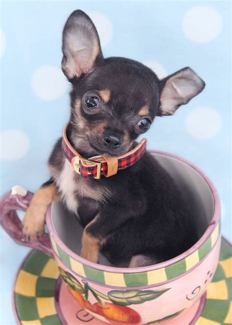 Teacup puppies include teacup yorkies, teacup maltese, shih tzus, teacup morkies, pomeranians and we love all our florida teacup puppies and know you will too! Teacup Chihuahua Puppies For Sale in South Florida ...