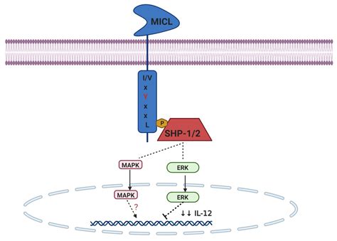 Ijms Free Full Text Immunoregulatory Property Of C Type Lectin Like