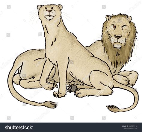 Asiatic Lion Lioness Illustration Stock Illustration 1869022216