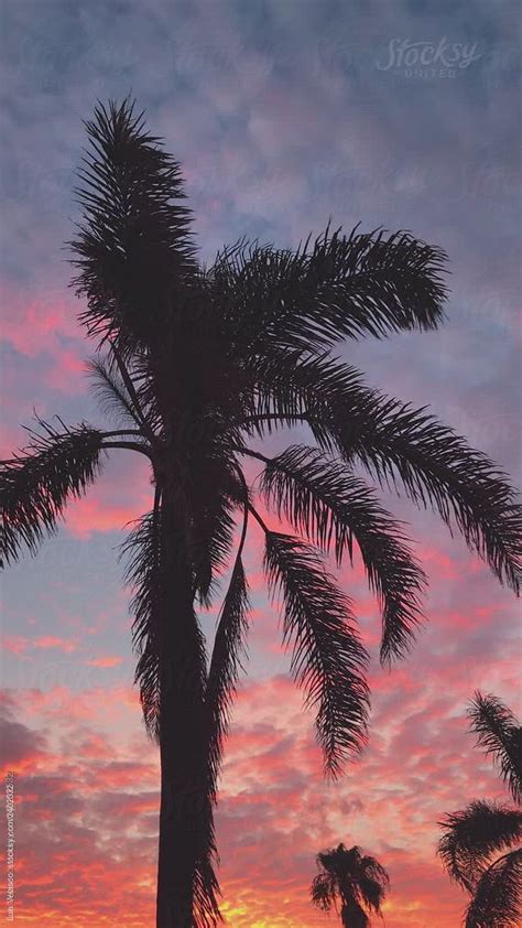 Palm Trees Silhouette With Little Breeze At Sunset By Stocksy