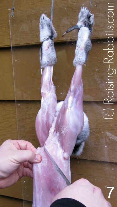 If so…you've come to the right video. Slaughtering Rabbits. How to butcher a rabbit and cut up ...