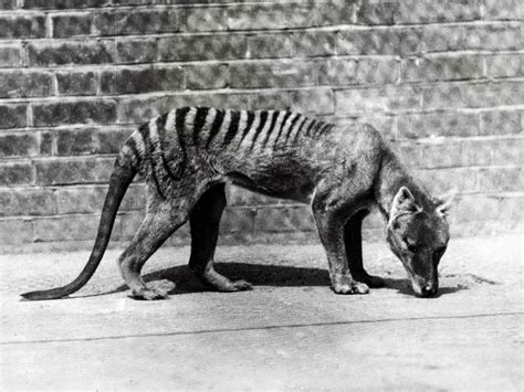 10 Facts About Tasmanian Tiger - Some Interesting Facts