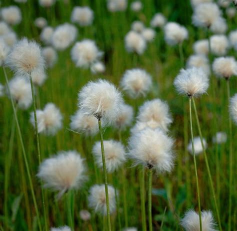 Hardy Cotton Grass Eriophorum Angustifolium 25 Seeds
