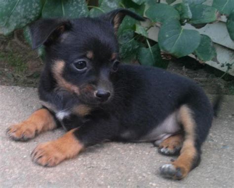 Check spelling or type a new query. Lovable Black & Brown Male Pomchi Puppy, Roddy - 8 Weeks ...