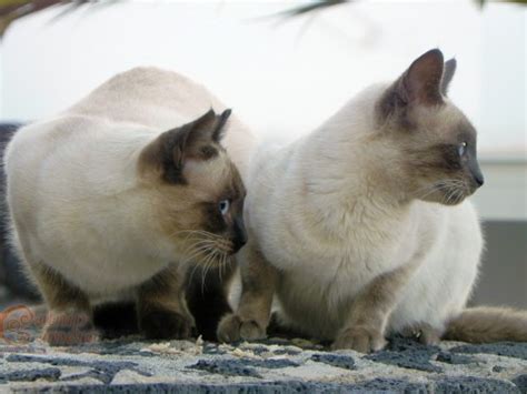 Siamese cats have very distinct patterns called points. Siamese Colours | Catnip Camera