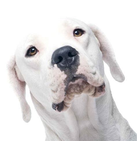 Dogo Argentino Carattere Caratteristiche E Origini Quattro Zampe
