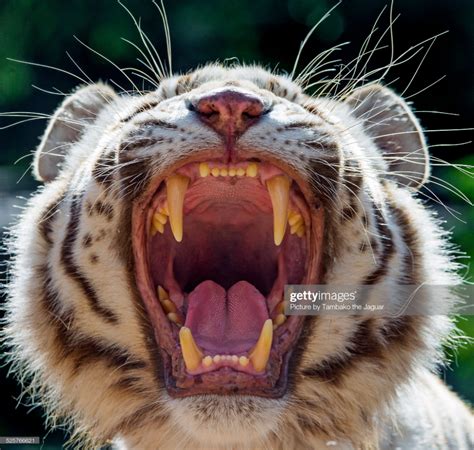 White Tiger Teeth