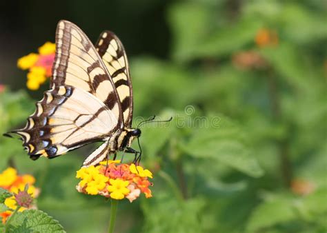 Tiger Swallow Butterfly Orientale Papilio Glaucus In Fiori
