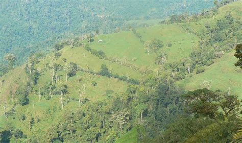 Tree Islands For Tropical Forest Restoration The Outlook
