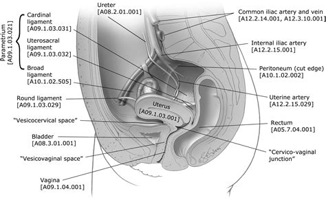 Supplemental Materials For Standardized Terminology Of Apical Structures In The Female Pelvis