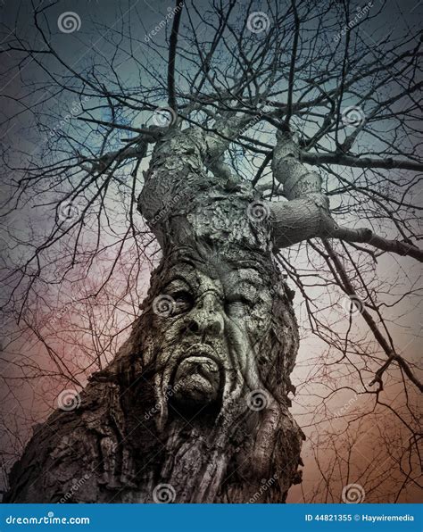 Old Scary Tree With Angry Face In Woods Stock Image Image Of Evening