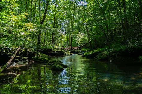 Freepik Beautiful Scenery River Surrounded By Greenery Forest Henchards