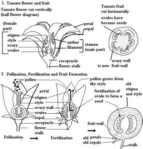 Sistem pencernaan manusia märkt diagram. Kimeni's Blog: Struktur Bunga