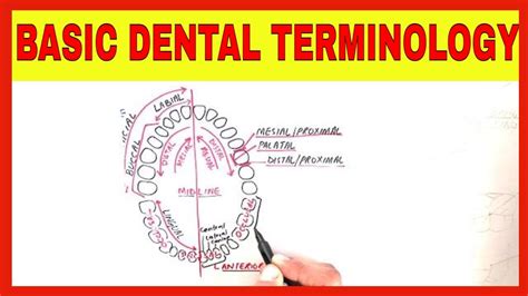 Basic Dental Terminology Youtube